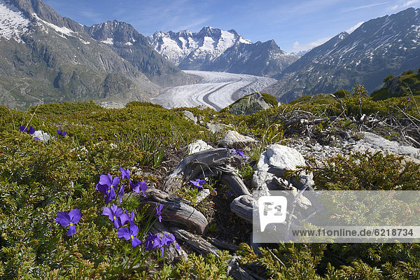 Großer Aletschgletscher mit blühenden Pflanzen im Vordergrund  UNESCO Weltnaturerbe Jungfrau-Aletsch-Bietschhorn  Goms  Wallis  Schweiz  Europa