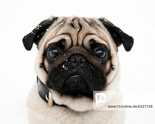 Male pug dog surrounded by snowflakes,  portrait
