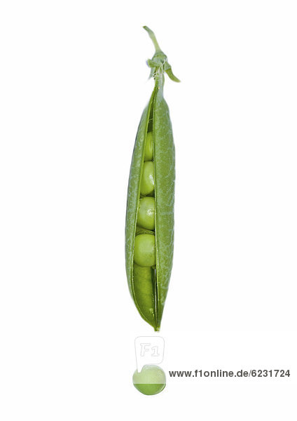 Junge grüne frische Erbsenschote (Pisum sativum)