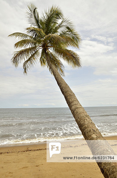 Palme am Strand von Kribi  Kamerun  Zentralafrika  Afrika