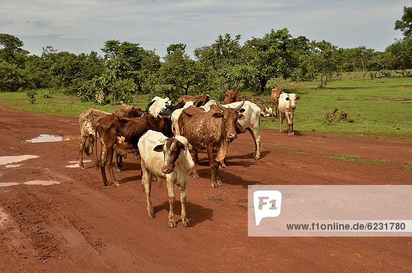 Rinder im Dorf Idool  bei NgaoundÈrÈ  Kamerun  Zentralafrika  Afrika