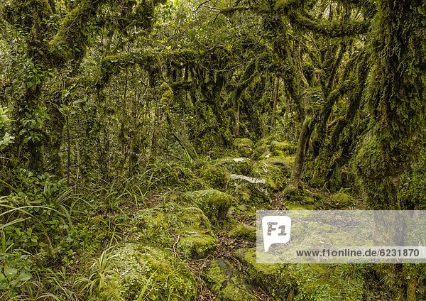 Wanderweg im Regenwald Mt. Taranaki Nationalpark  Nordinsel  Neuseeland