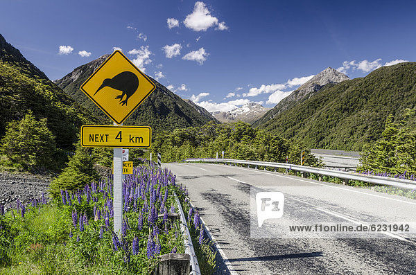Verkehrsschild Warnung  Achtung Kiwis Next 4 km  auf einer Landstraße  Linksverkehr  Arthur's Pass Road  Südinsel  Neuseeland  Ozeanien