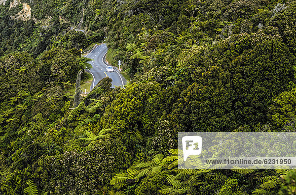 PKW auf Landstraße in dichtem Regenwald  Paparoa Nationalpark  Punakaiki  Südinsel  Neuseeland  Ozeanien