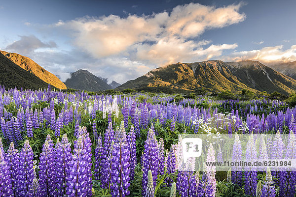 Lupines (Lupinus) Craigieburn Range Canterbury South Island New Zealand Oceania