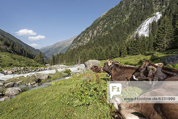 Tiroler Braunvieh  Kühe ohne Hörner beim Wiederkäuen  Grawa Alm  Stubaital  Tirol  Österreich  Europa