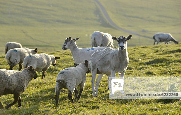 Sheep on a pasture near the Stacks of Duncansby  north coast of Scotland  John o'Groats  Freswick  Dunnet  Caithness  Scotland  United Kingdom  Europe
