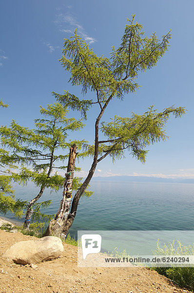 Baum der Wünsche  Listwjanka Siedlung  Baikalsee  Irkutsker Oblast  Sibirien  Russische Föderation  Russland  Eurasien  Asien