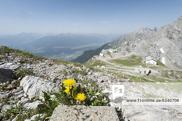 Gewöhnlicher Löwenzahn (Taraxacum sect. Ruderalia) am Wanderweg auf die Hafelekarspitze  hinten Innsbruck  Inntal  Stubaital und die Zentralalpen  Tirol  Österreich  Europa