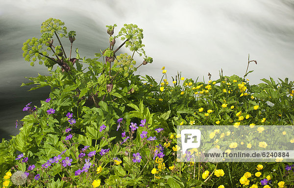 Scharfer Hahnenfuß (Ranunculus acris) und Wiesen-Storchschnabel (Geranium pratense) an einem Wildbach  Jökuls·rglj_fur-Nationalpark  Island  Europa