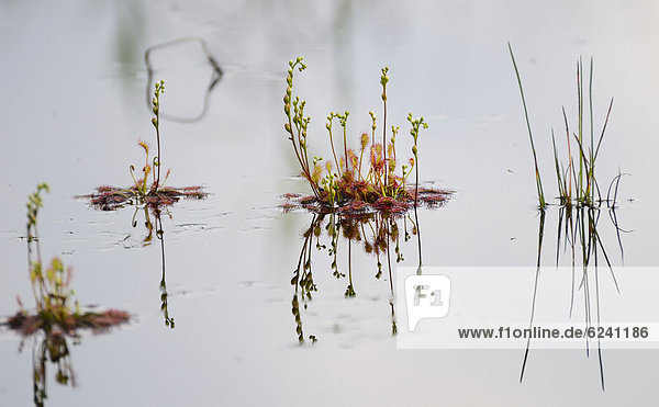 Sonnentau Drosera rotundifolia Sumpf Teich