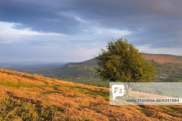 nahe  Europa  Berg  Baum  Großbritannien  Brotlaib  Tal  Zucker  Brecon Beacons National Park  Weißdorn  Wales