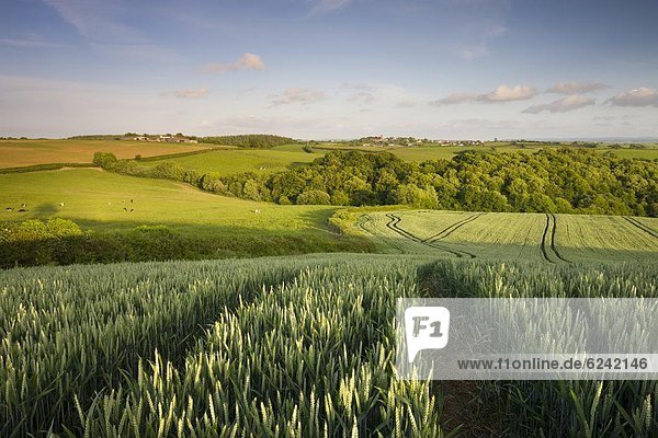Ländliches Motiv  ländliche Motive  Europa  sehen  Feld  Sommer  Großbritannien  Nutzpflanze  Dorf  Mittelpunkt  Devon  England