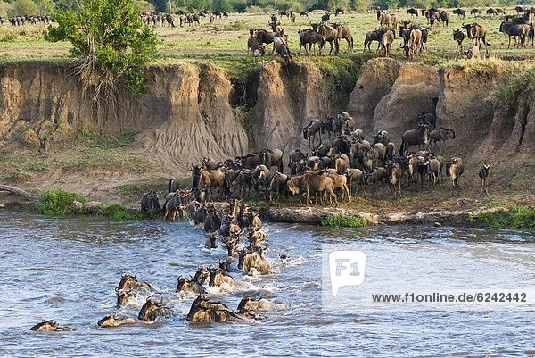 Ostafrika  Pampashase  Dolichotis patagonum  überqueren  Herde  Herdentier  Fluss  blau  Gnu  Masai Mara National Reserve  Afrika  Kenia
