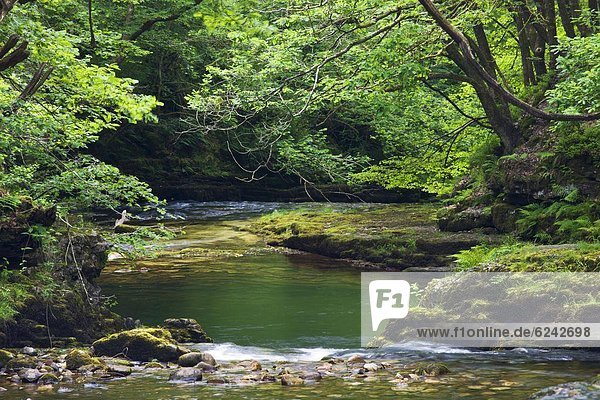 nahe  Laubwald  Europa  Sommer  Großbritannien  fließen  Fluss  Laubbaum  Brecon Beacons National Park  Powys  Wales