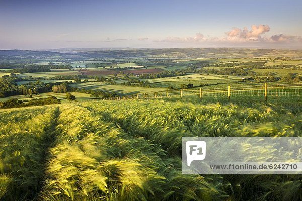 Mais Zuckermais Kukuruz Ländliches Motiv ländliche Motive Europa Feld Großbritannien Wachstum Berggipfel Gipfel Spitze Spitzen Devon England