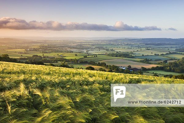 Mais Zuckermais Kukuruz Ländliches Motiv ländliche Motive Europa Feld Großbritannien Wachstum Berggipfel Gipfel Spitze Spitzen Devon England