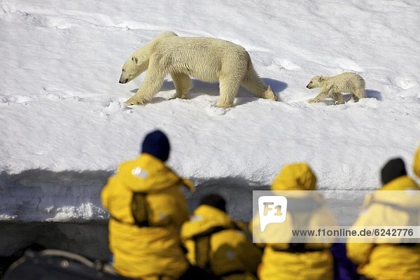 Tourists in zodiac inflatable watch polar bear mother and six month old cub in snow  Holmiabukta  Northern Spitzbergen  Svalbard  Arctic Norway  Scandinavia  Europe