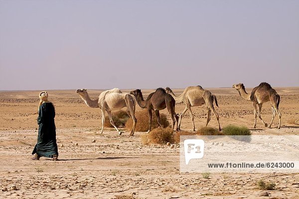 A camel herd in the Fezzan desert  Libya  North Africa  Africa