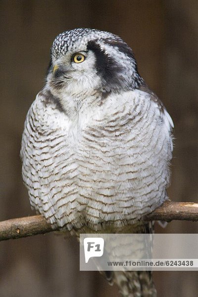 Northern hawk owl (Surnia ulula) portrait  controlled conditions  United Kingdom  Europe