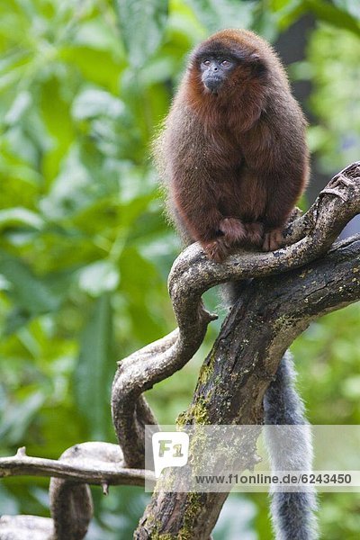 Red Titi monkey (Callicebus cupreus) on branch  controlled conditions  United Kingdom  Europe