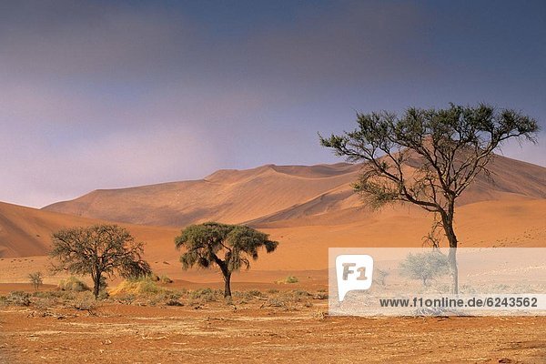 Red sand dunes rising up to 300m  Sossusvlei valley in Namib-Naukluft Park  Namibia  Africa