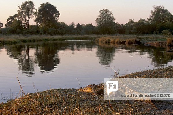 ruhen  Fluss  Reservat  Afrika  Bank  Kreditinstitut  Banken  Botswana  Krokodil  Okavangodelta