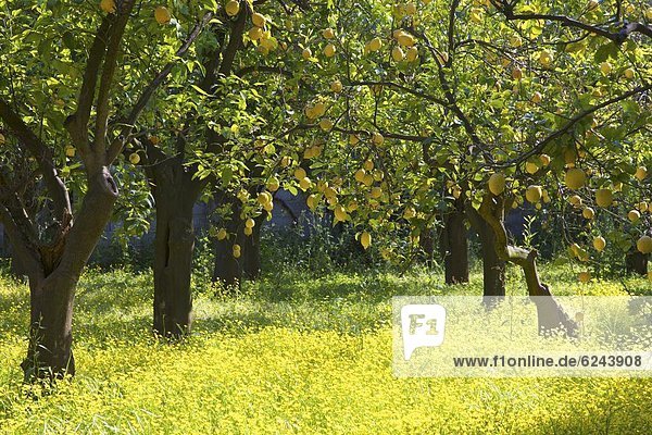 Europa  Baum  Wachstum  Zitrone  Kampanien  Hain  Italien  Sorrento