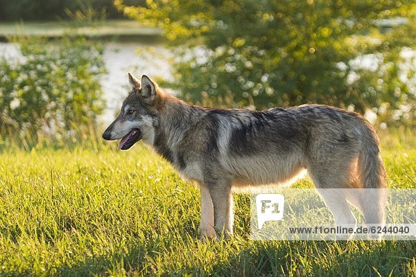 Grey wolf  near Layfayette  Indiana  United States of America  North America