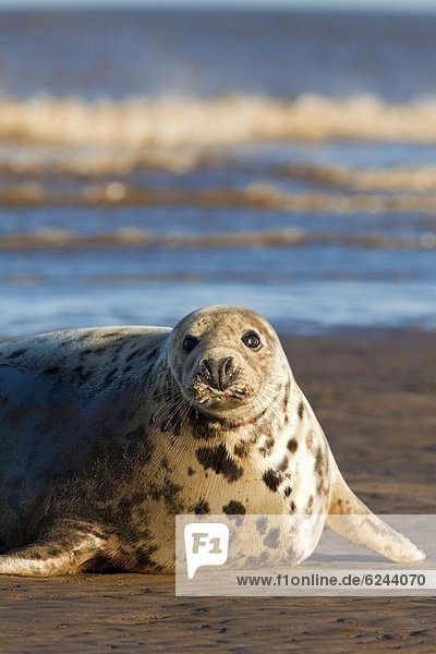 Grey seal (Halichoerus grypus) on beach  Donna Nook  Lincolnshire  England  United Kingdom  Europe