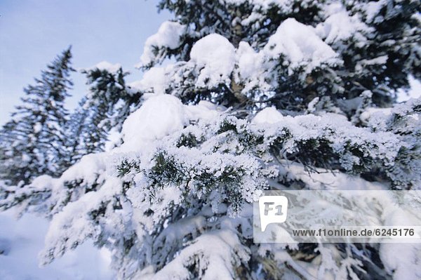 hoch  oben  nahe  Frankreich  Winter  Baum  Schnee
