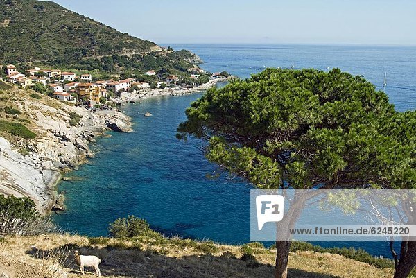 Pomonte  Isola d'Elba  Elba  Tuscany  Italy  Europe