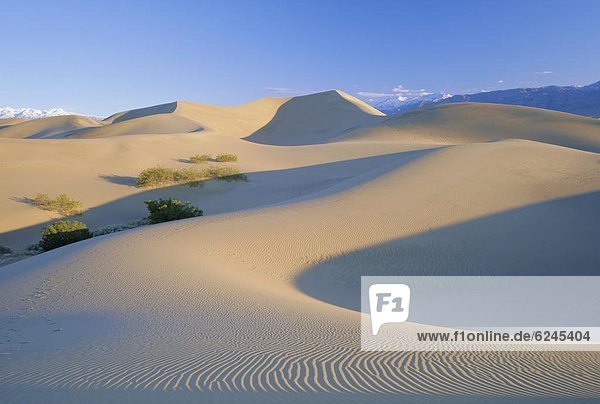 Vereinigte Staaten von Amerika  USA  Düne  Death Valley Nationalpark  Kalifornien