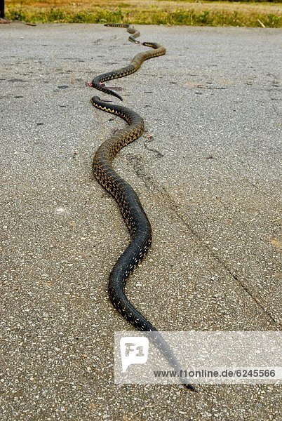 liegend  liegen  liegt  liegendes  liegender  liegende  daliegen  Straße  Pythonschlange  Afrika  Madagaskar