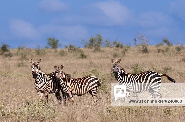 Grant Zebra (Equus Quagga Boehmi)  Lualenyi Game Reserve  Kenia  Ostafrika  Afrika