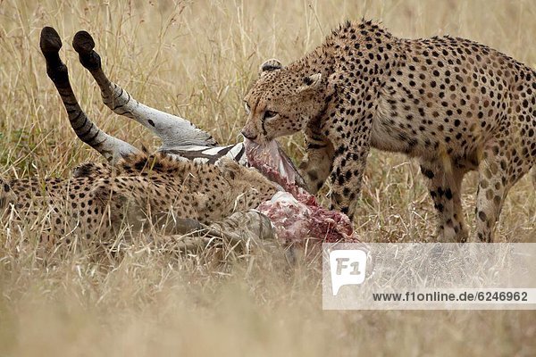 Südliches Afrika  Südafrika  Gepard  Acinonyx jubatus  töten  2  Kruger Nationalpark  Afrika  Zebra