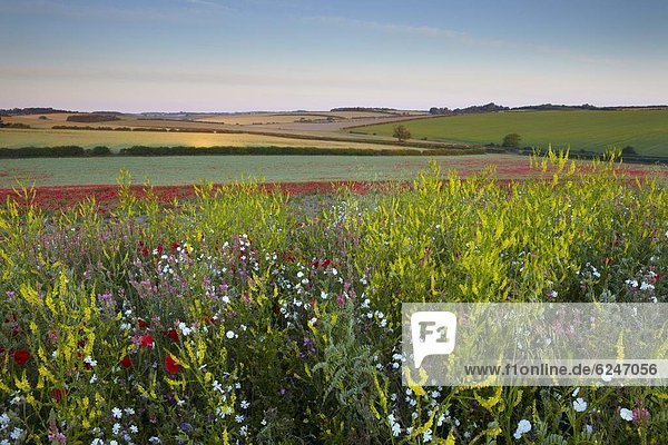 nahe  Europa  Schönheit  Blume  Sommer  Morgen  Großbritannien  Feld  ungestüm  Mohn  Norfolk  England  Markt
