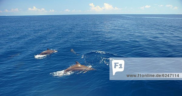 Dolphins swimming in Maldives  Indian Ocean  Asia