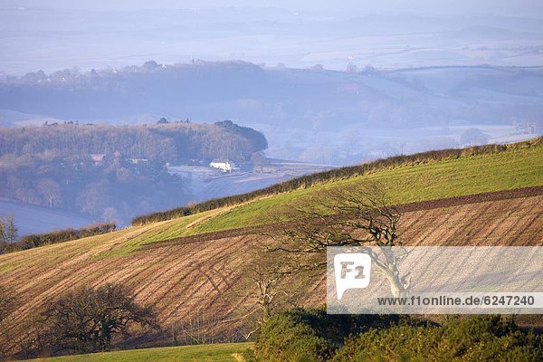 Ländliches Motiv ländliche Motive Europa Baum Großbritannien Landschaft Hügel Dunst Devon England zerzaust