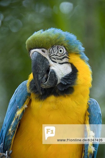 gelb  blau  Mittelamerika  Papagei  Honduras  Ara