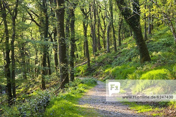 Spring in Knaplock Wood near Tarr Steps in Exmoor National Park  Somerset  England  United Kingdom  Europe