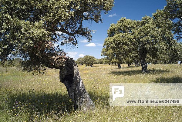 nahe  Europa  Baum  Eiche  Extremadura  Spanien