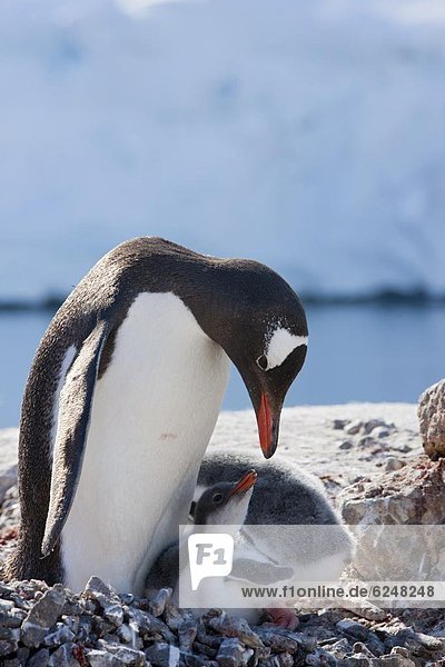 Eselspinguin  Pygoscelis papua  Langschwanzpinguin  Antarktis  Pinguin  Port Lockroy
