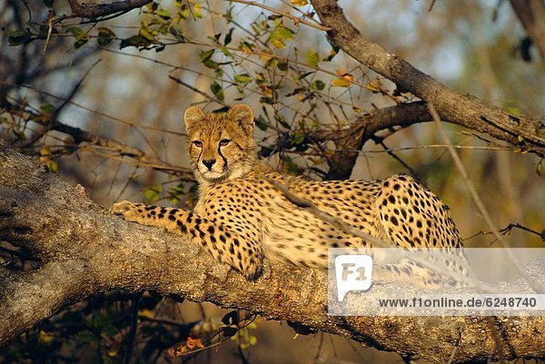 A Cheetah (Acinonyx jubatus) in a tree  Kruger Park  South Africa