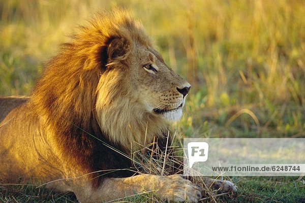 Portrait of a Lion (Panthera leo)  Okavango Delta  Botswana
