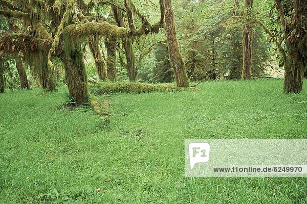 Baum  Wald  Regen  Nordamerika  Gras  UNESCO-Welterbe  Olympic Nationalpark  Ahorn  Washington State