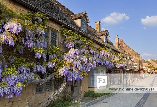 Purple flowering wisteria on a Cotswold stone house wall in the village of Broadway  The Cotswolds  Worcestershire  England  United Kingdom  Europe