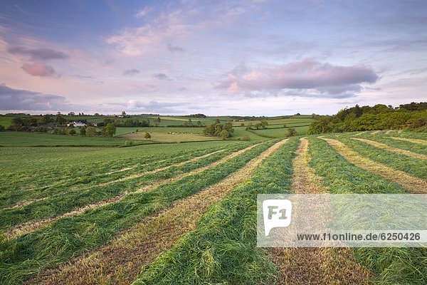 rollen  Europa  Frische  Ländliches Motiv  ländliche Motive  schneiden  Großbritannien  Feld  Gras  Devon  England