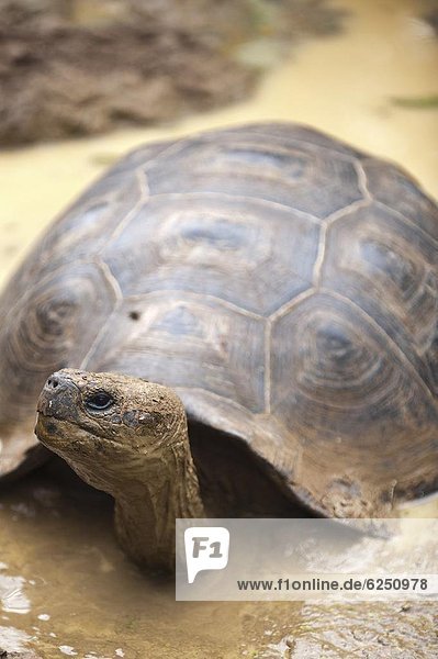 Insel  UNESCO-Welterbe  Colorado  Ecuador  Galapagosinseln  Südamerika  Landschildkröte  Schildkröte