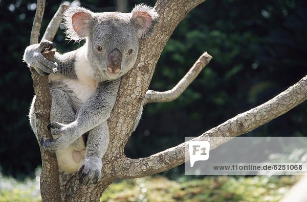 Koala  Phascolarctus cinereus  Baum  Pazifischer Ozean  Pazifik  Stiller Ozean  Großer Ozean  Gefangenschaft  Australien